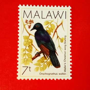 1Pcs/Set Novo Malawi Pós Carimbo de Pássaro Raro Pássaro Nacional Selos MNH