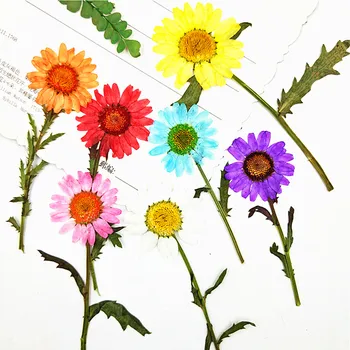 Crisântemo Em Hastes de Flores Secas de Artesanato Amostras Para Decoração DIY 100Pcs